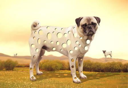 holy pugs