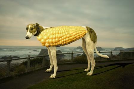 corn dog