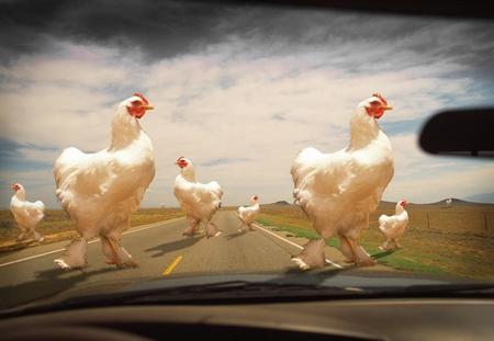 why did the chicken cross the road?