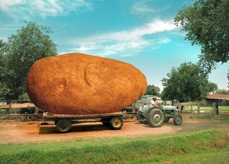 giant potato